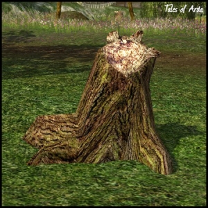 Maple Tree-stump